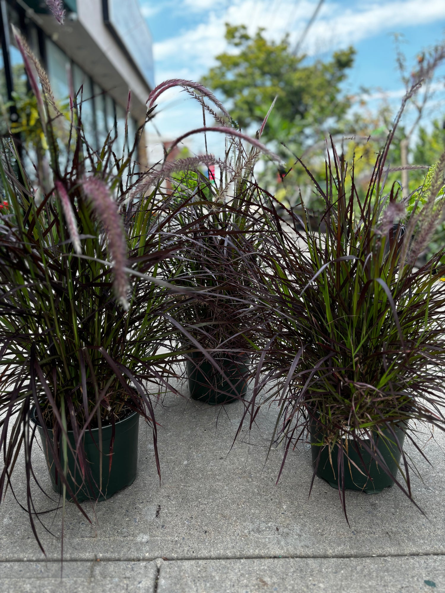 Purple Fountain Grass