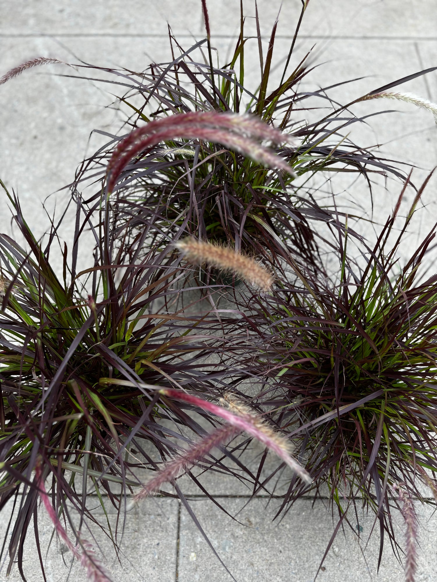 Purple Fountain Grass