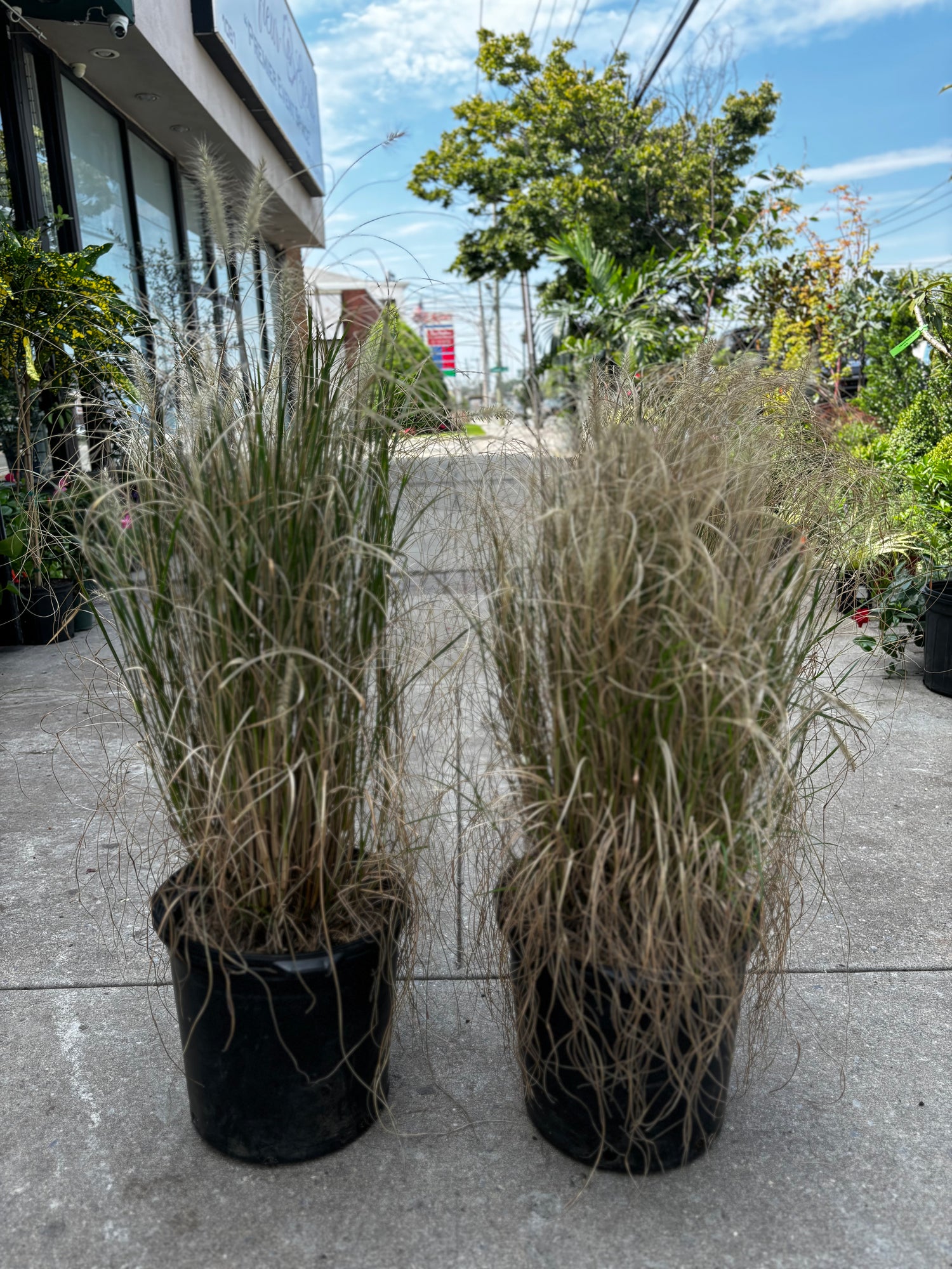 Fountain Grass