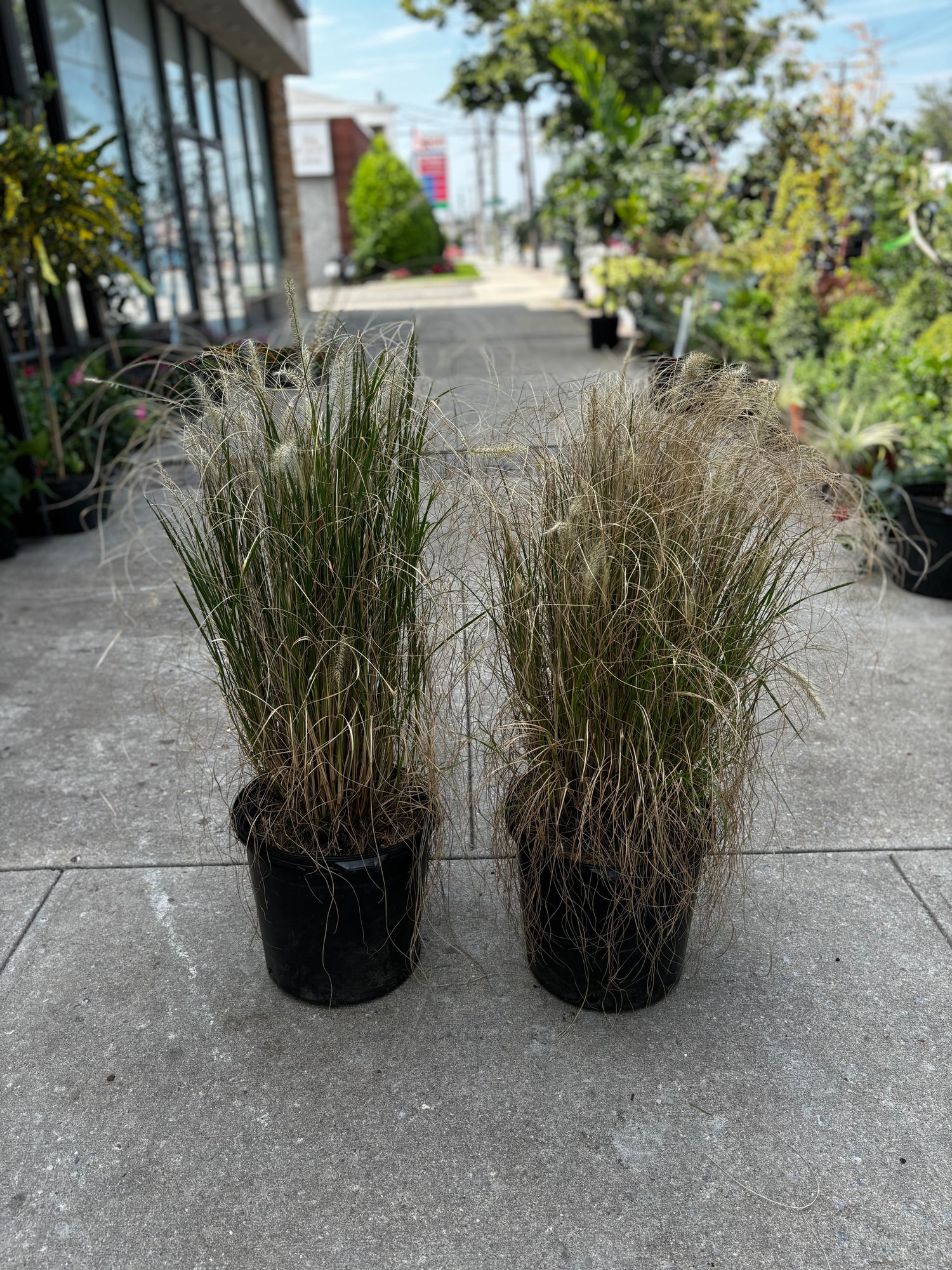 Fountain Grass