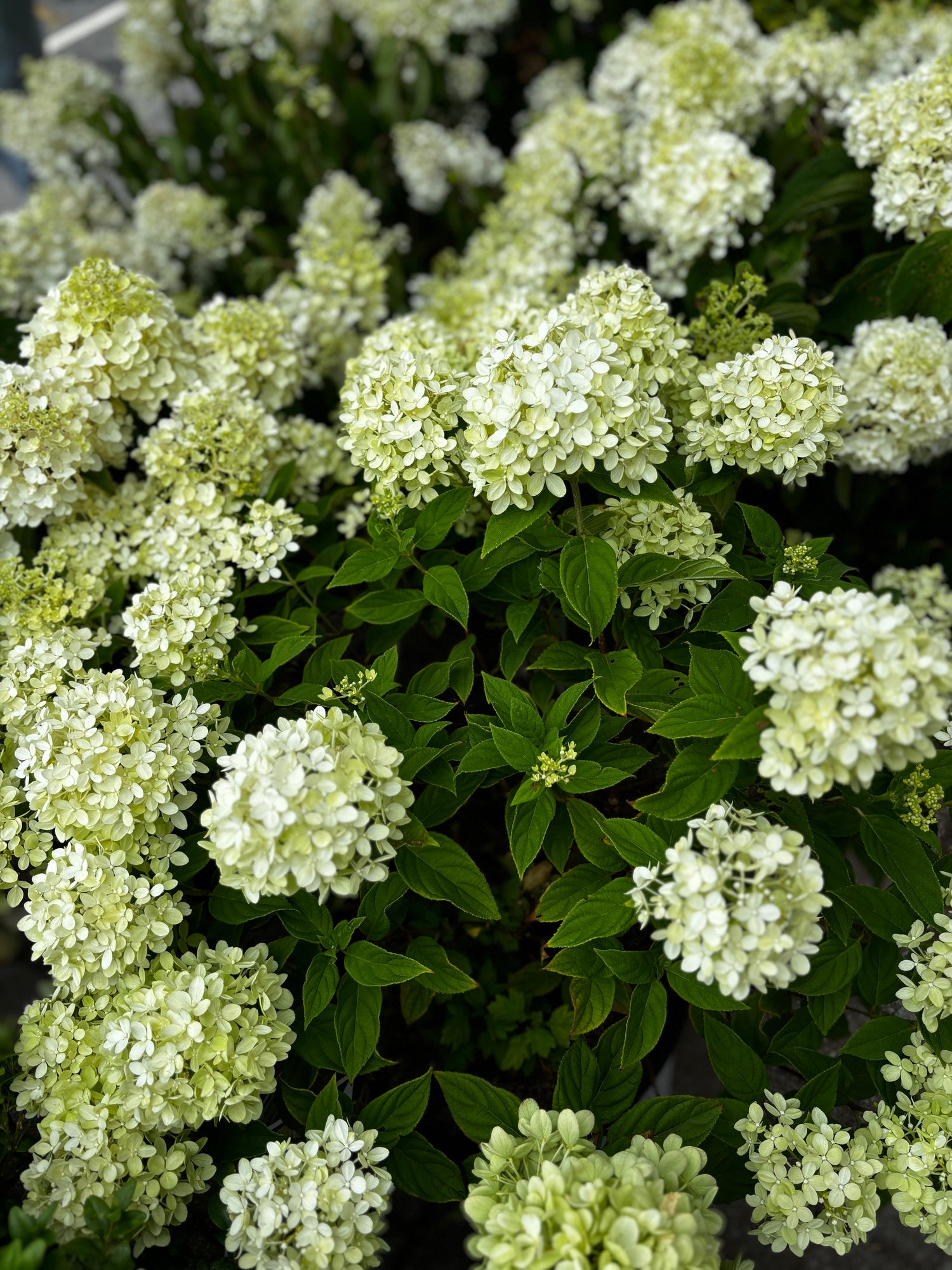 Limelight Hydrangeas