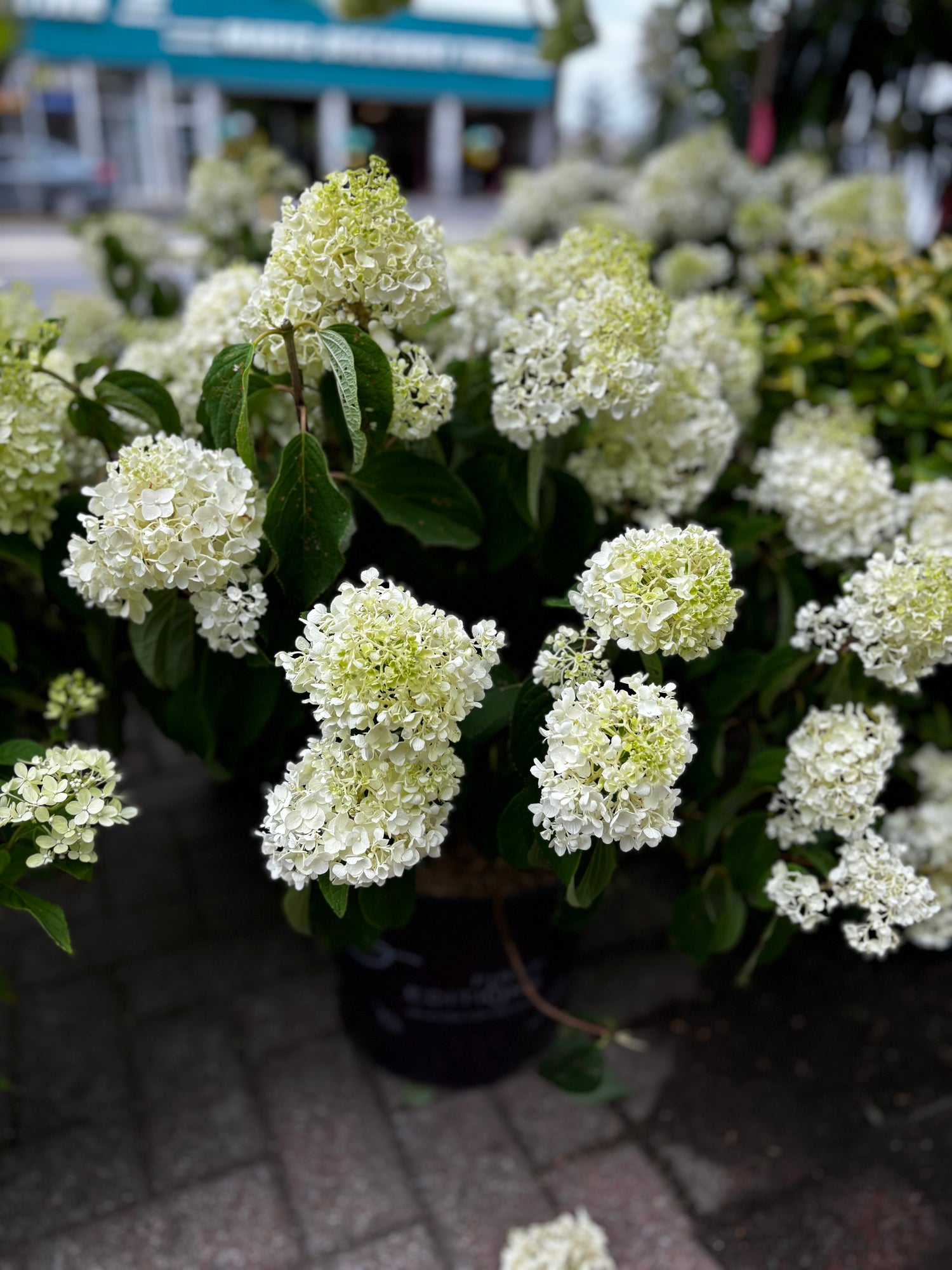 Limelight Hydrangeas