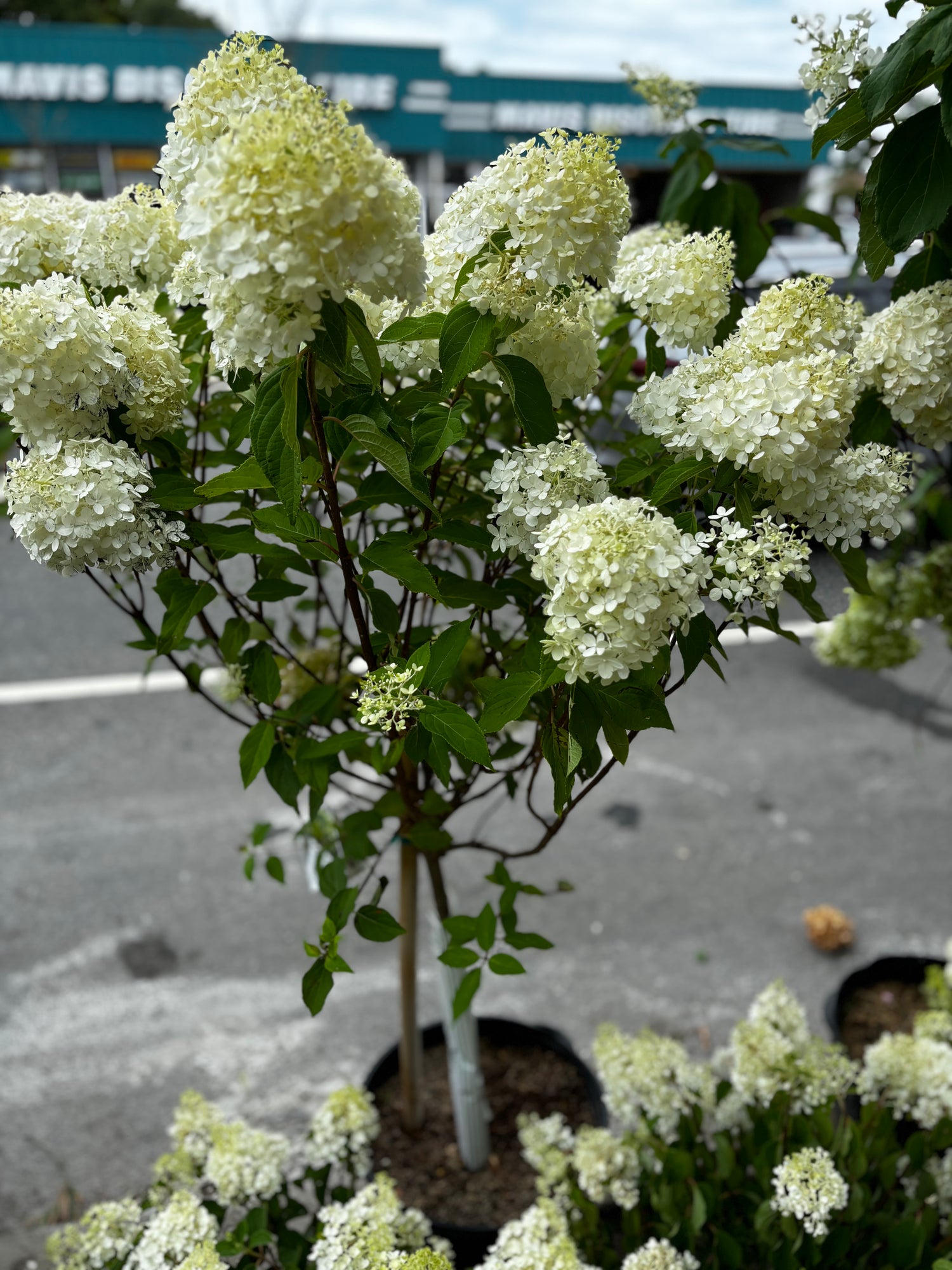 Limelight Hydrangeas