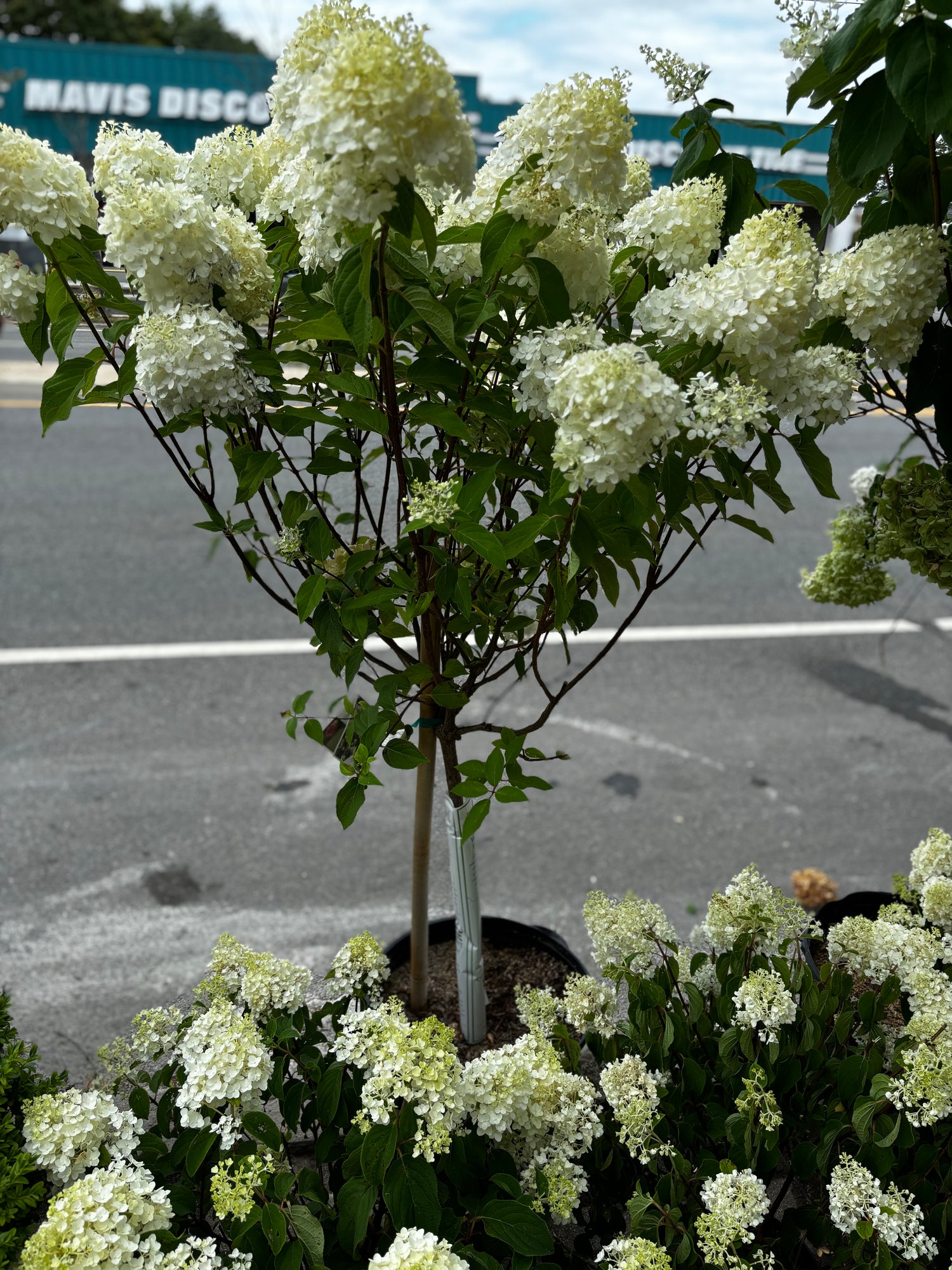 Limelight Hydrangeas