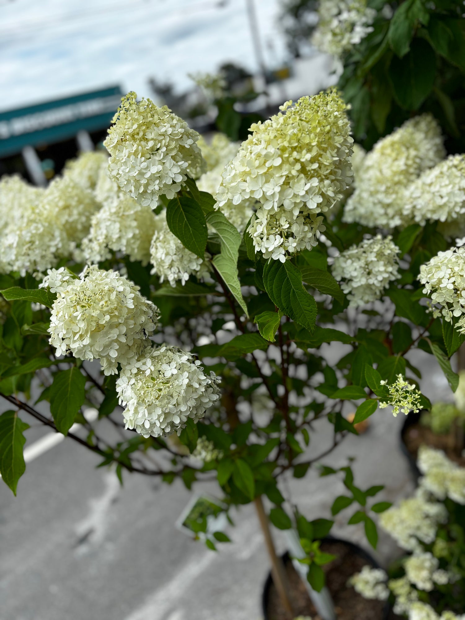 Limelight Hydrangeas