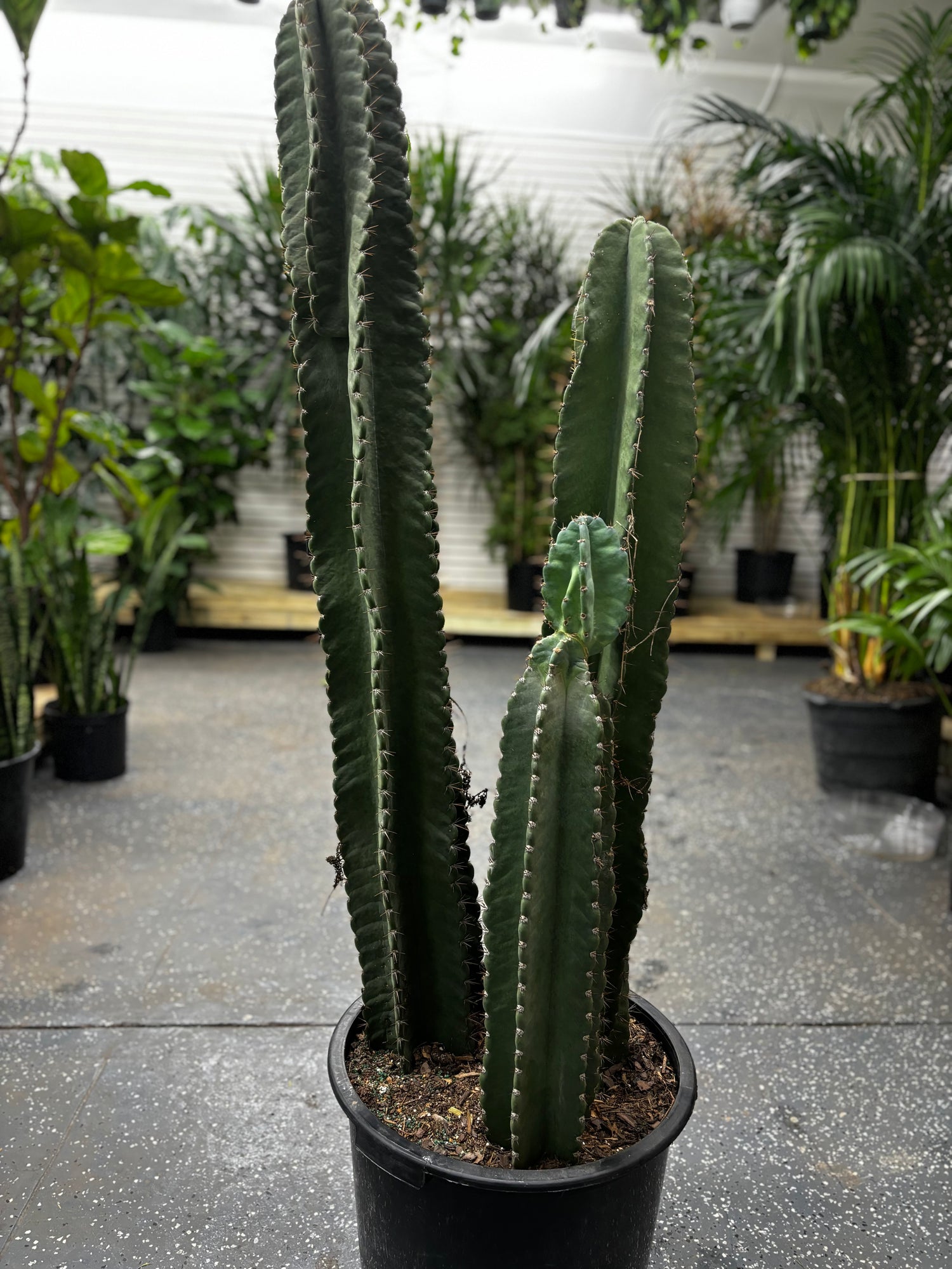 Column Cactus