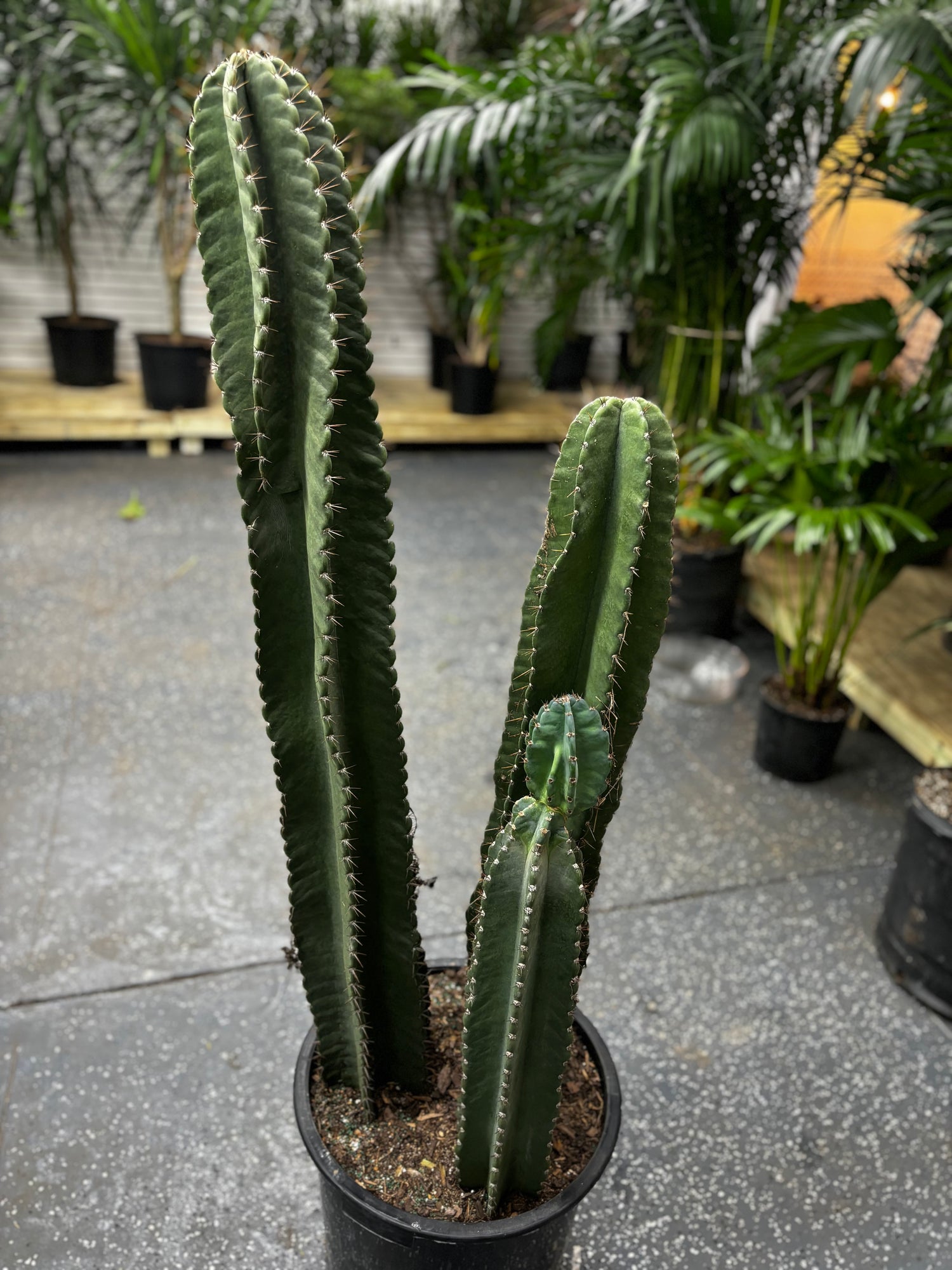 Column Cactus