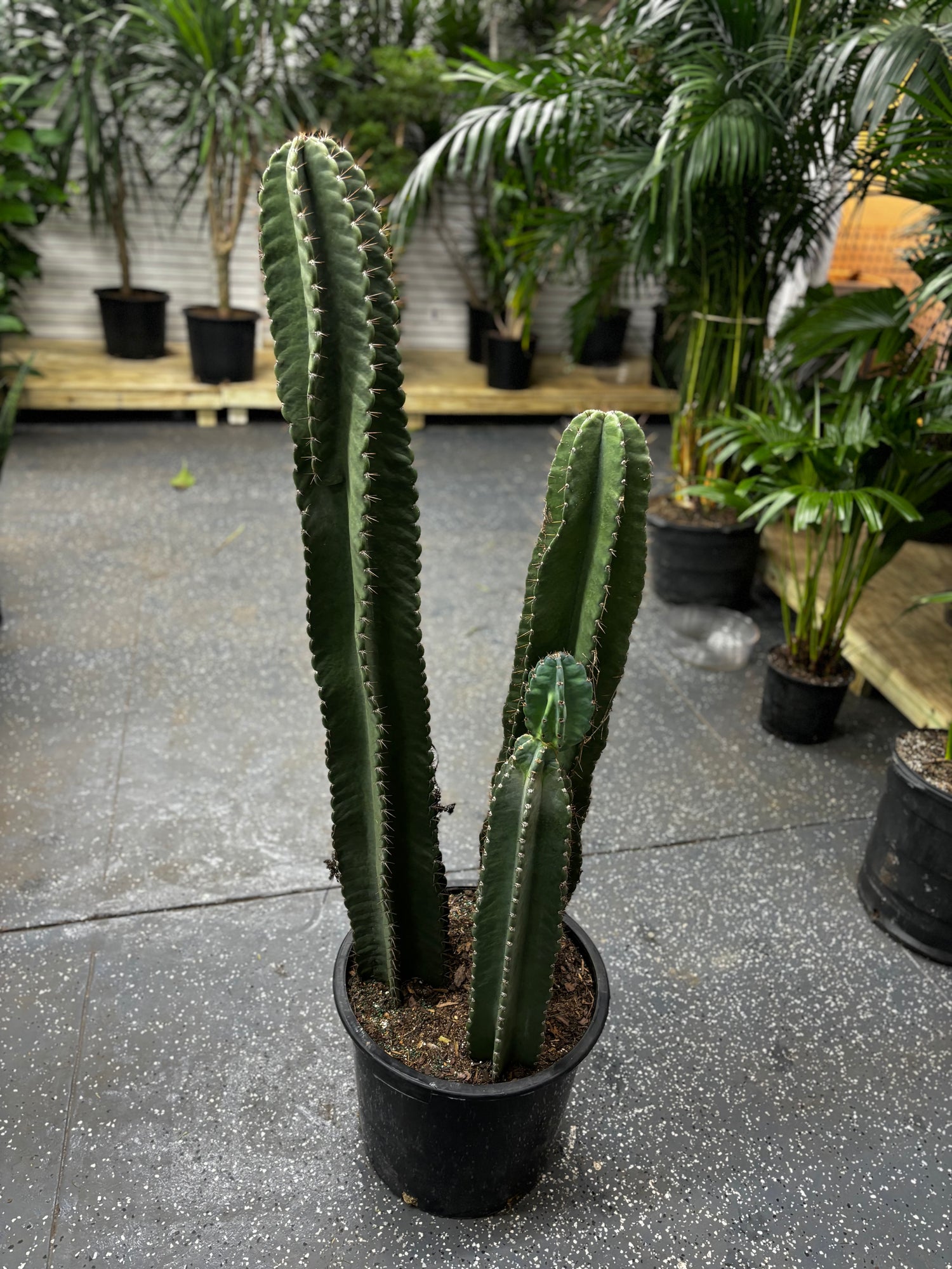 Column Cactus