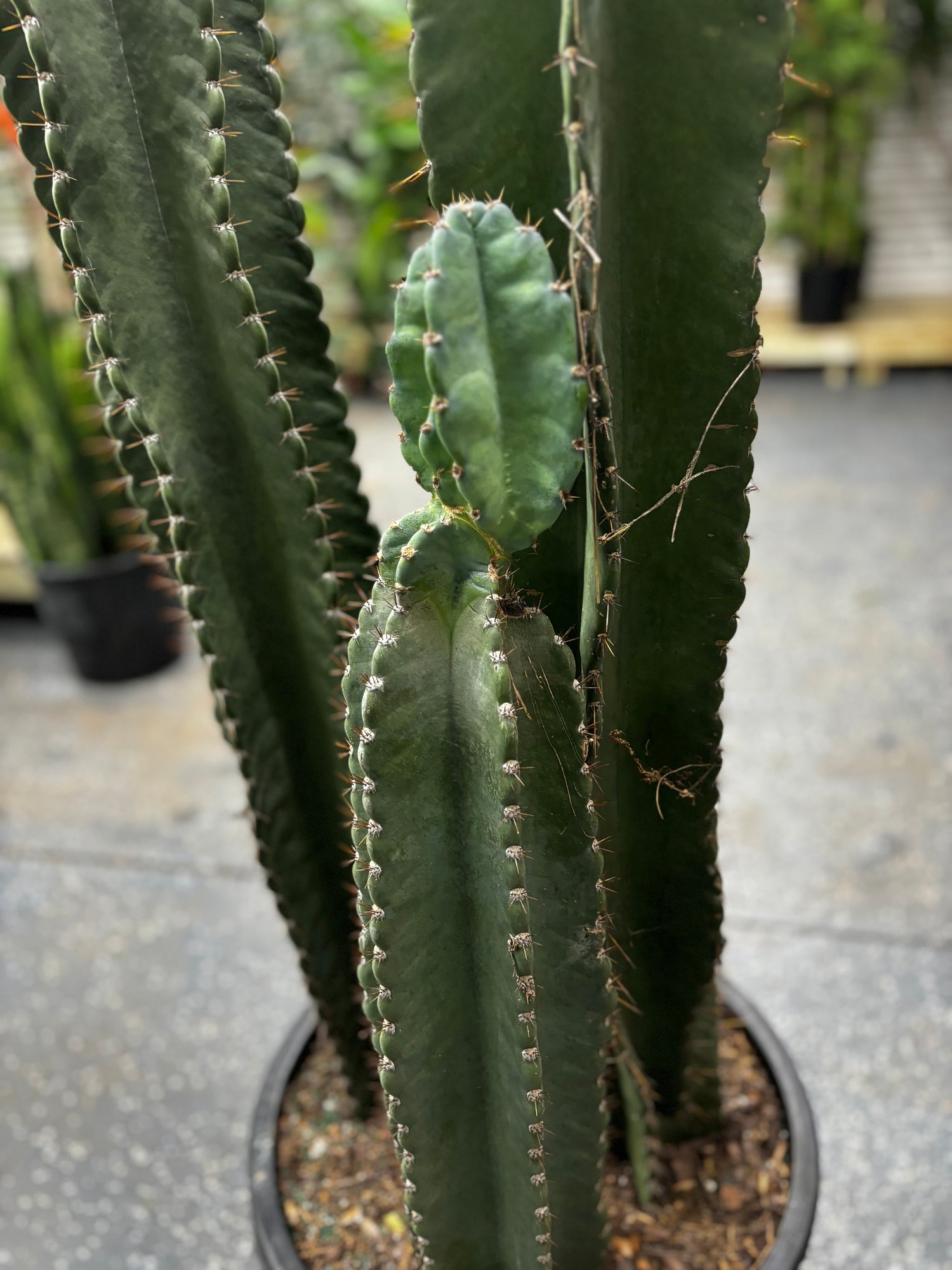 Column Cactus