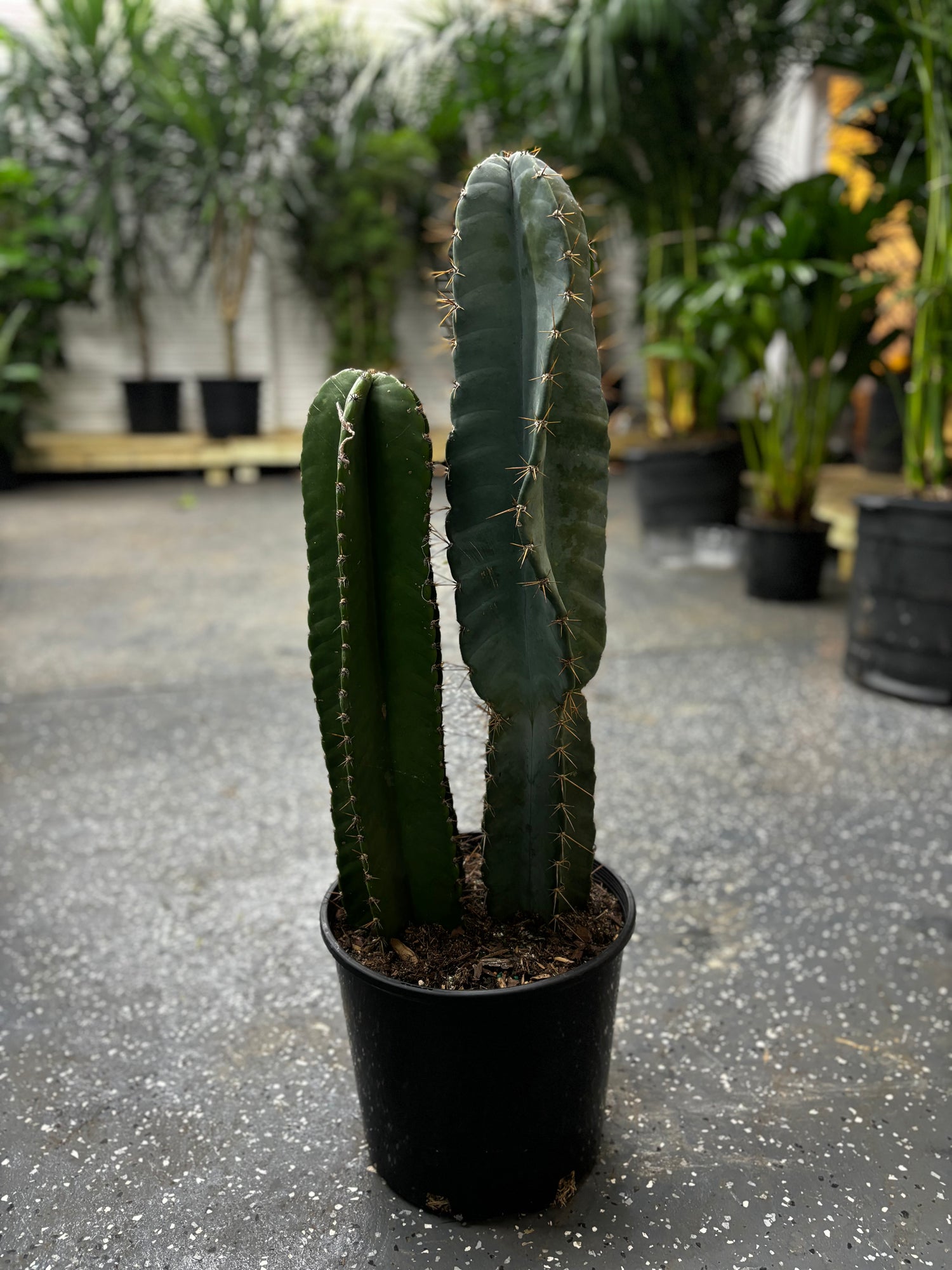 Column Cactus