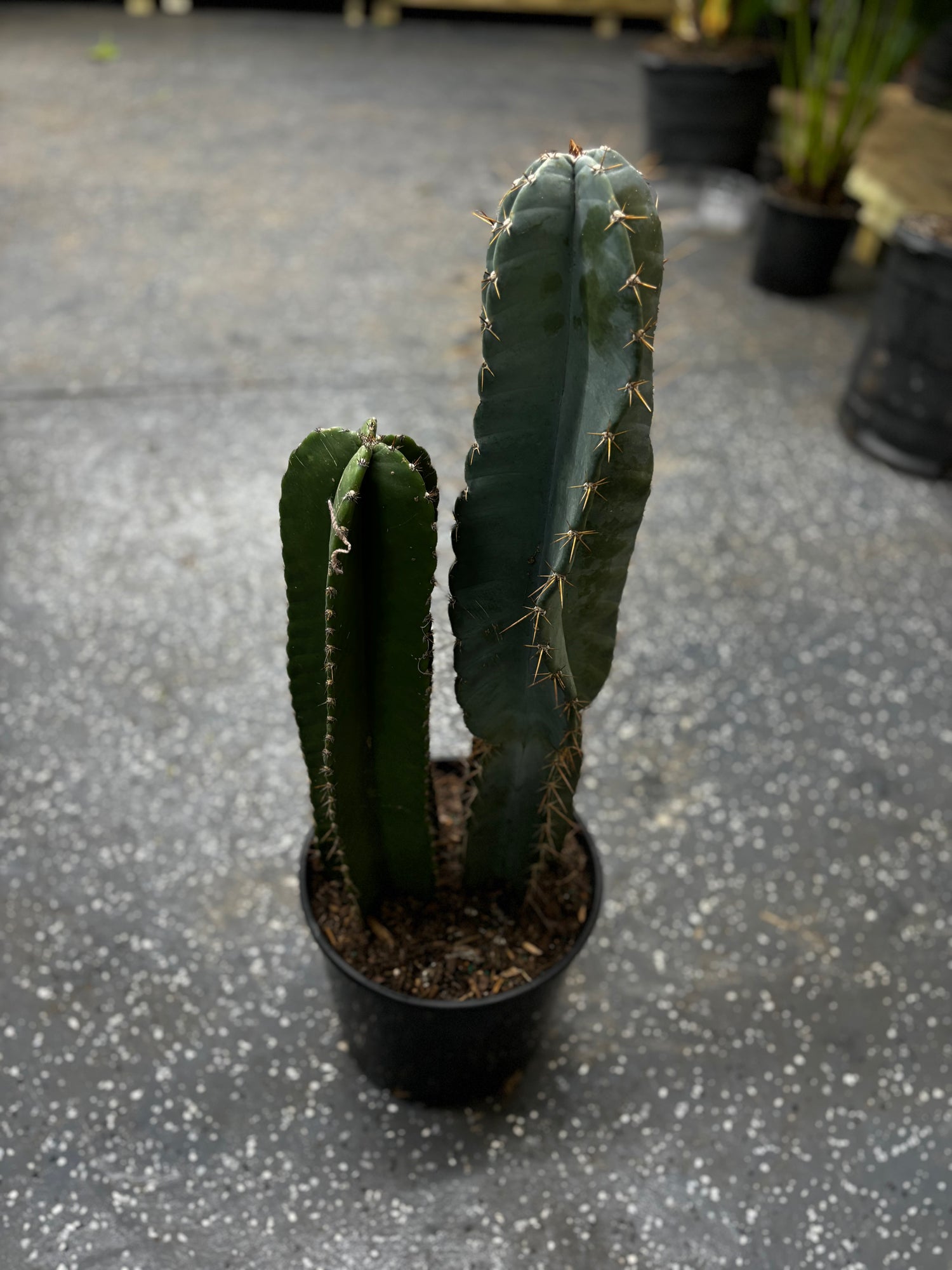 Column Cactus