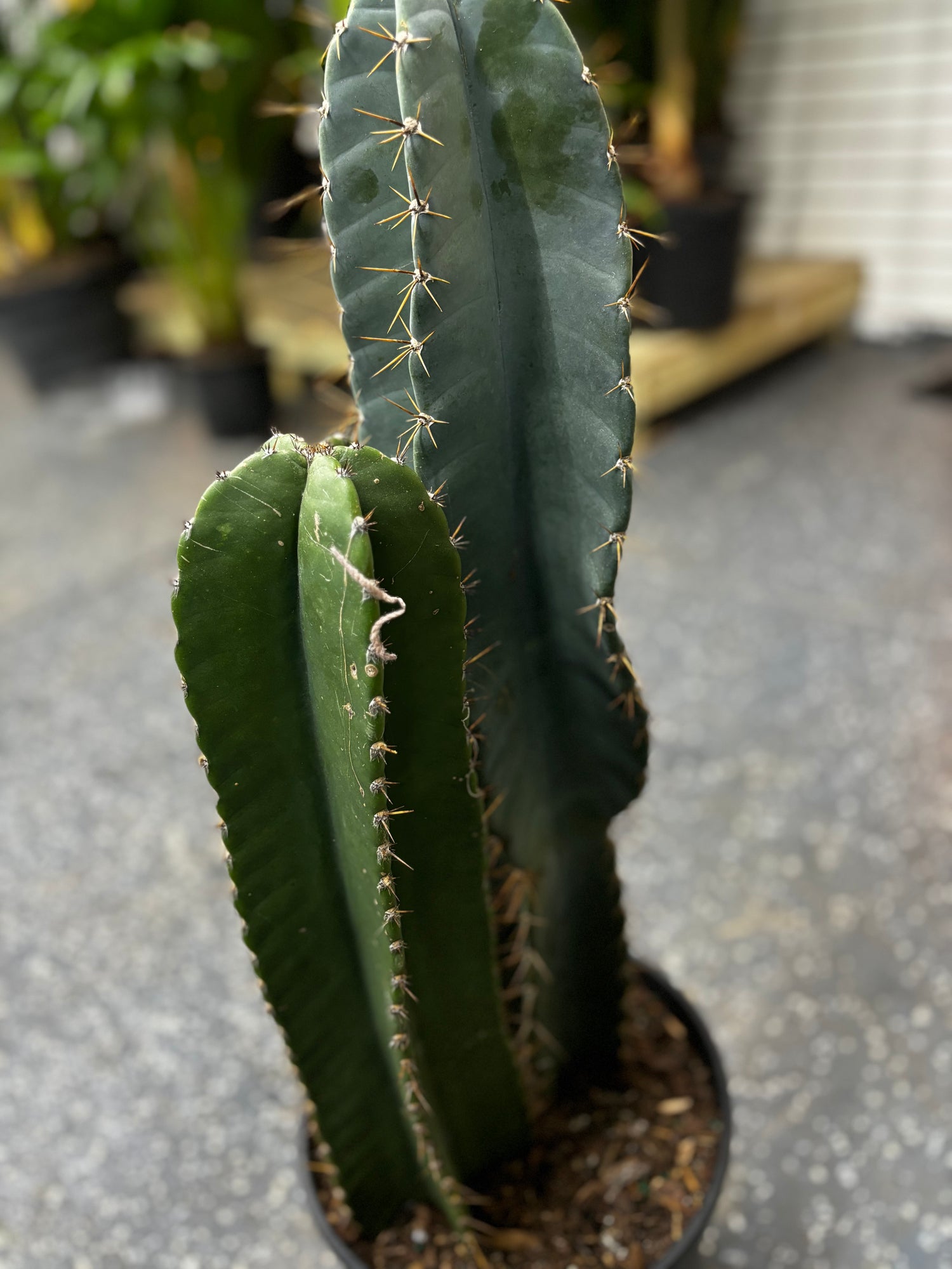 Column Cactus