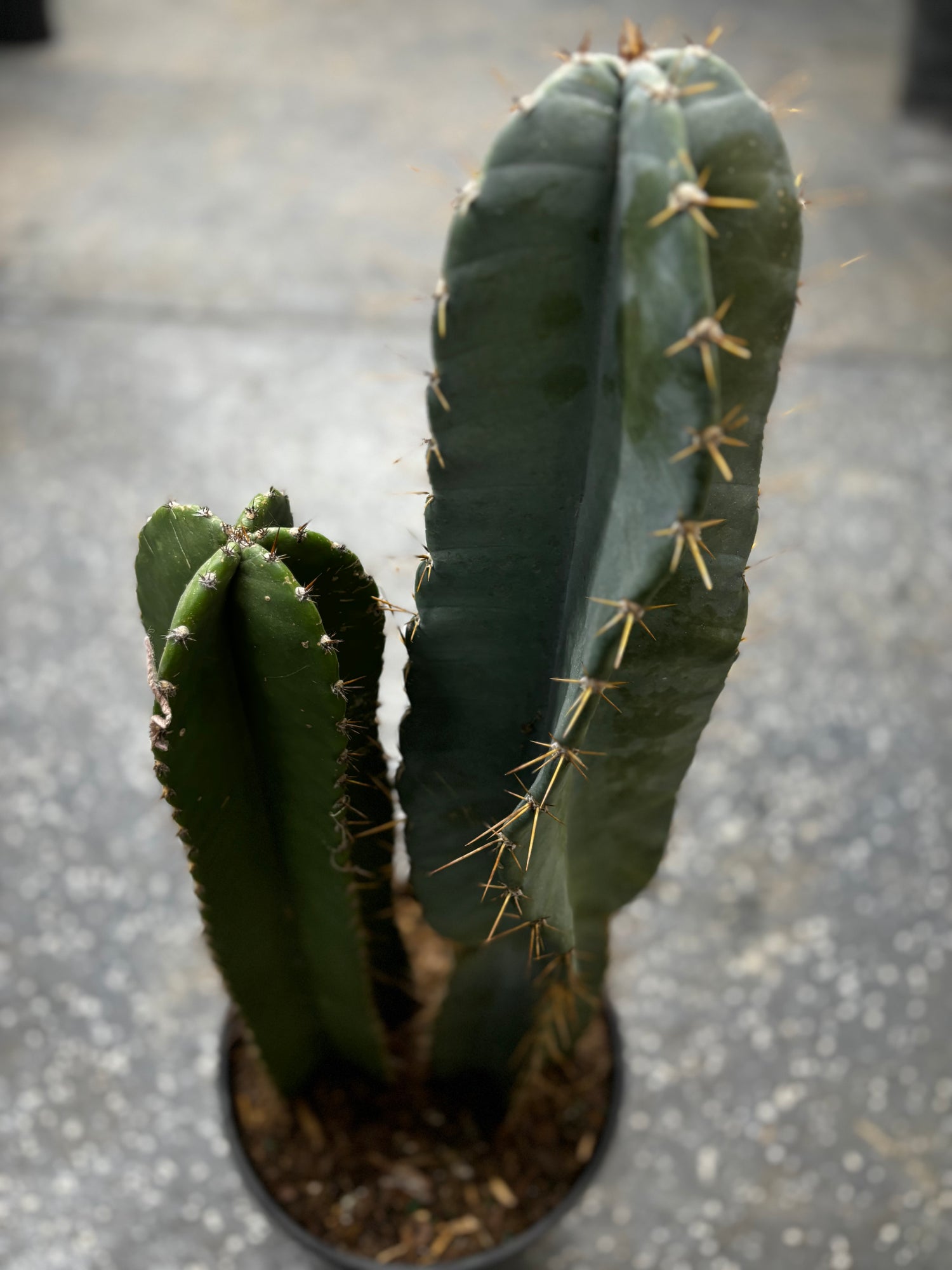 Column Cactus