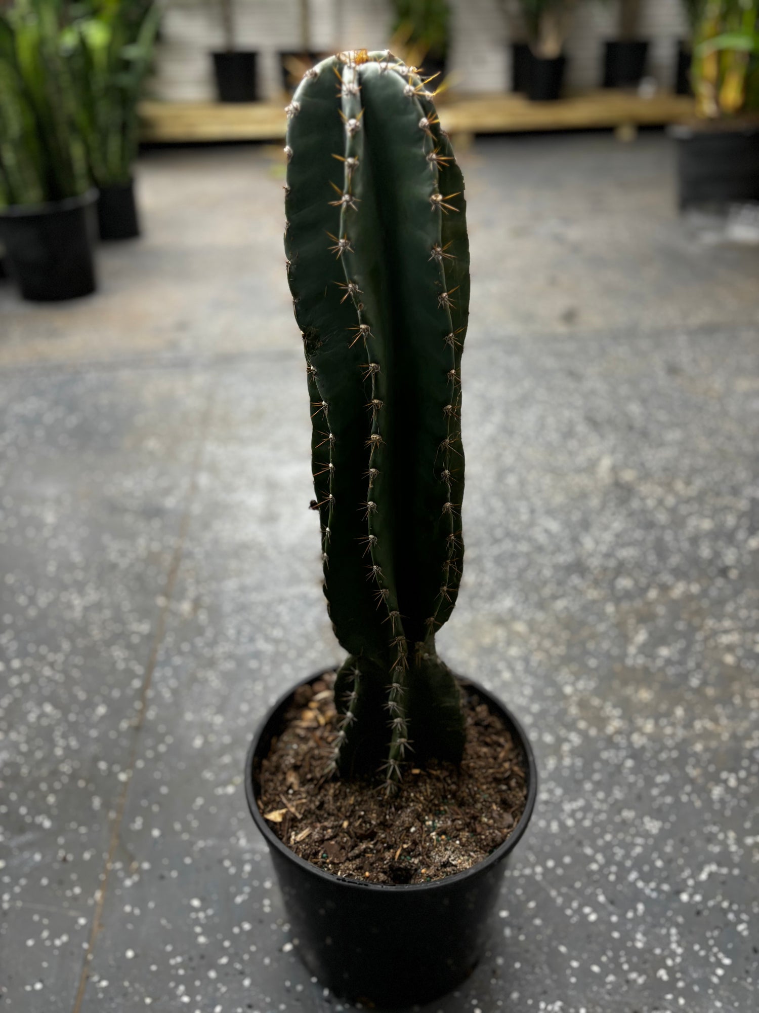 Column Cactus