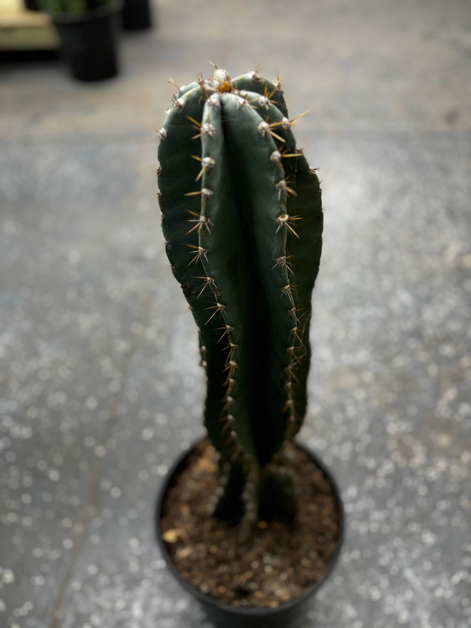 Column Cactus