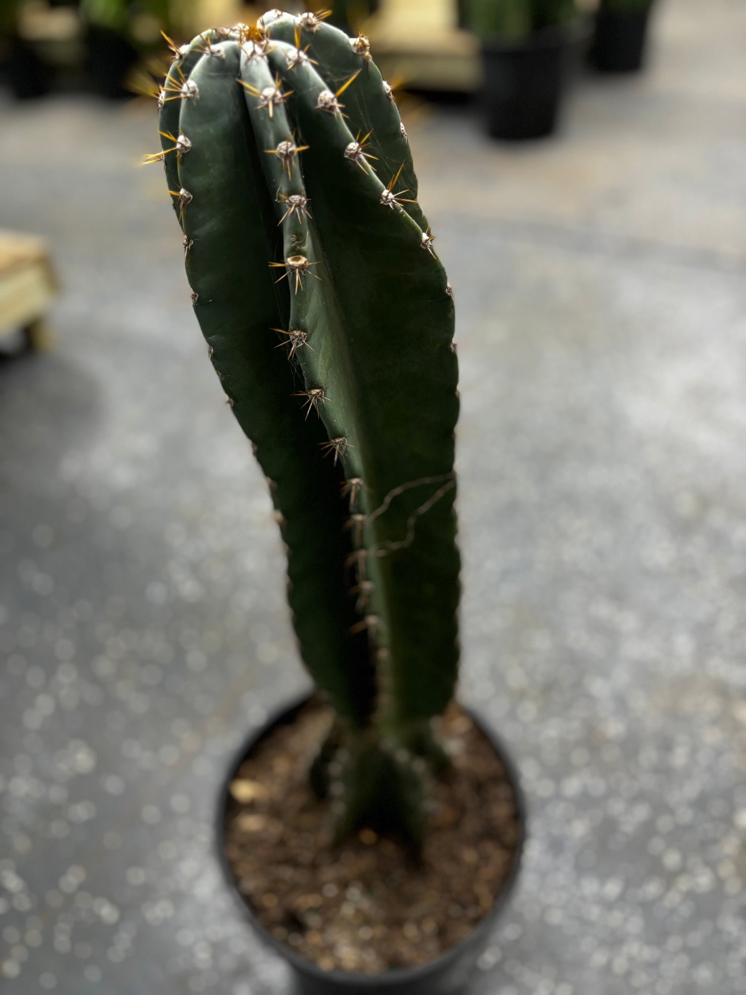 Column Cactus