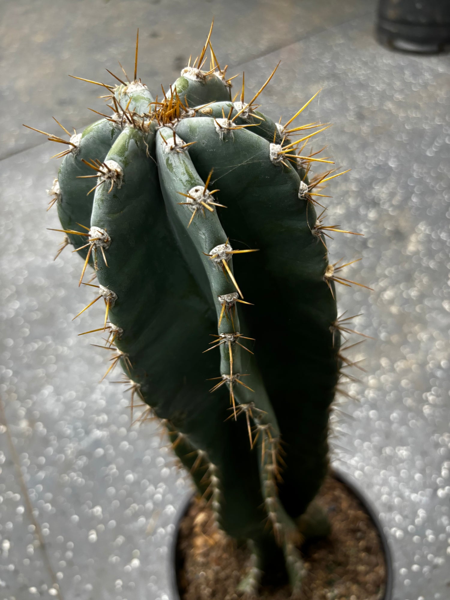 Column Cactus