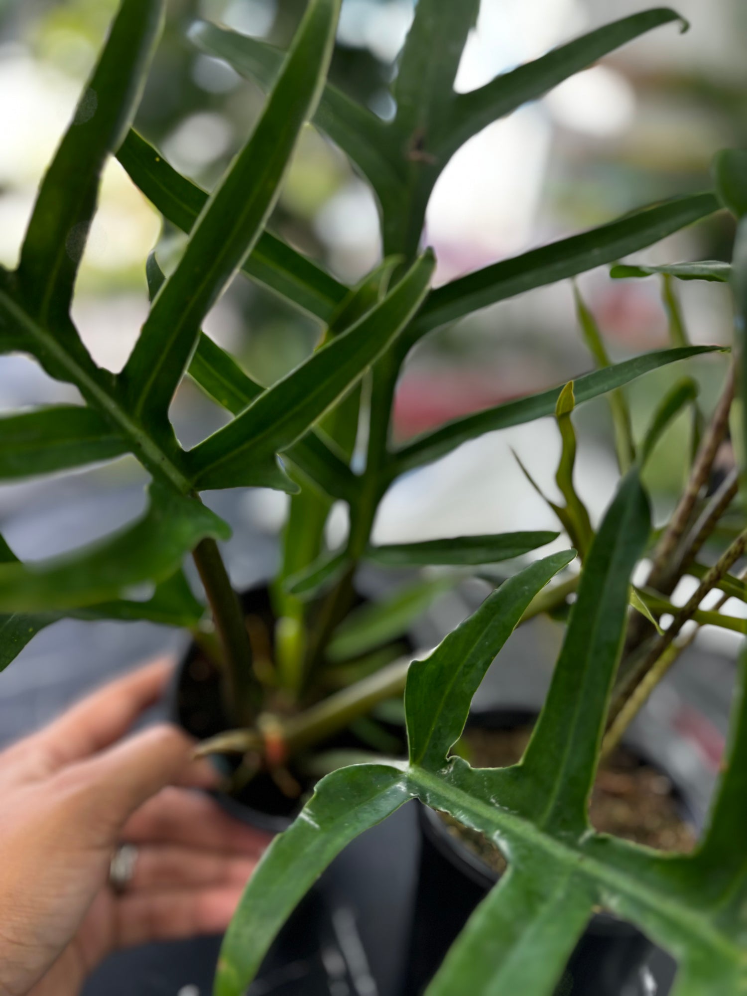 Philodendron Trotum