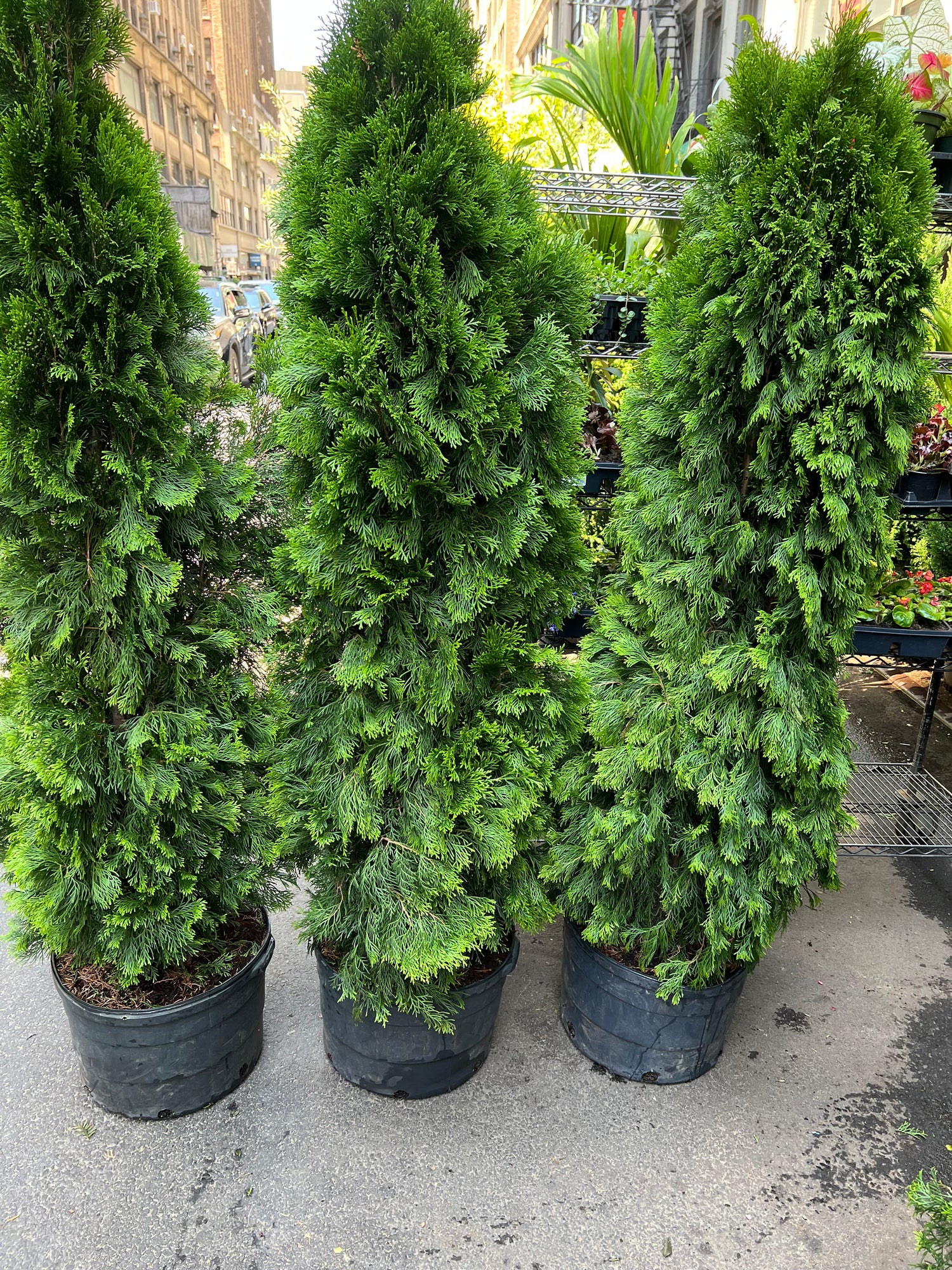 Arborvitae’s