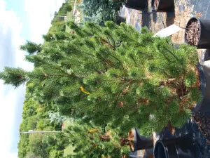 Mugo Pine