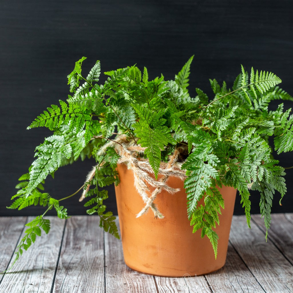 Rabbit Foot Ferns