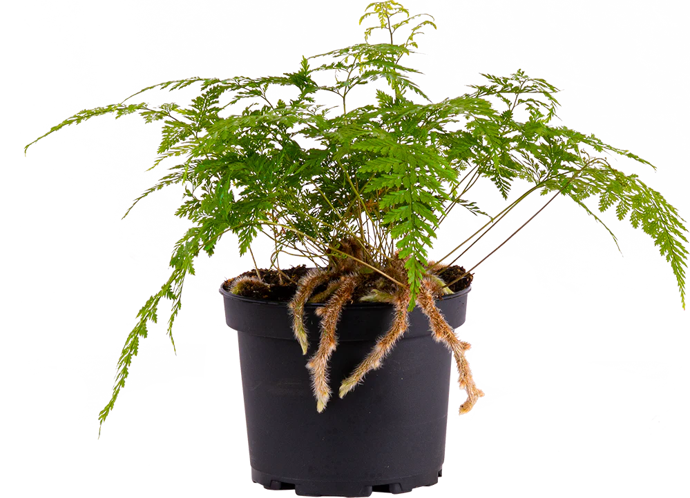 Rabbit Foot Ferns