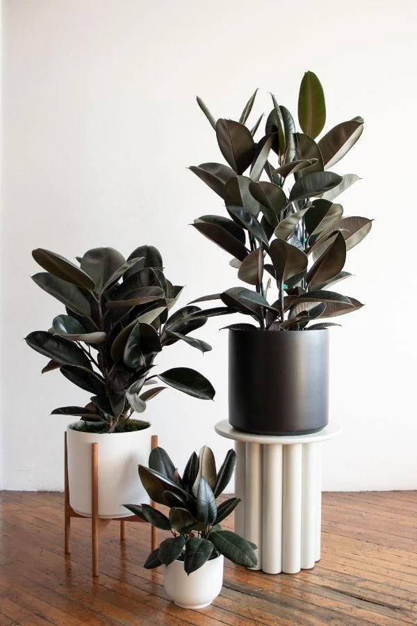 Rubber Tree