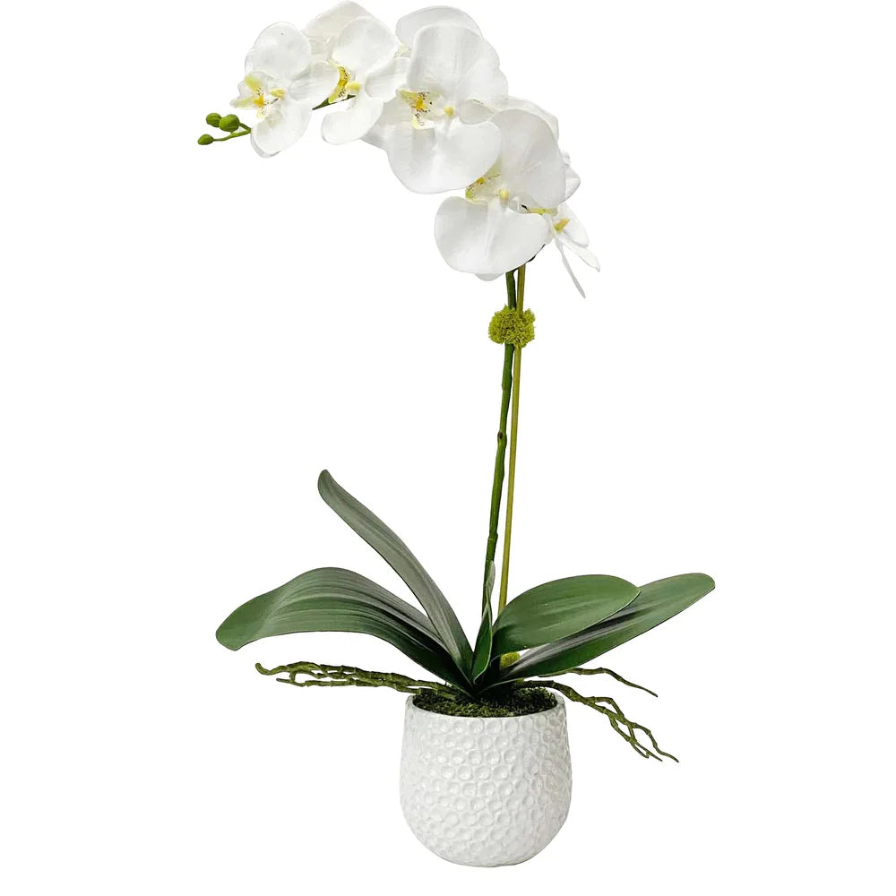 White Orchid