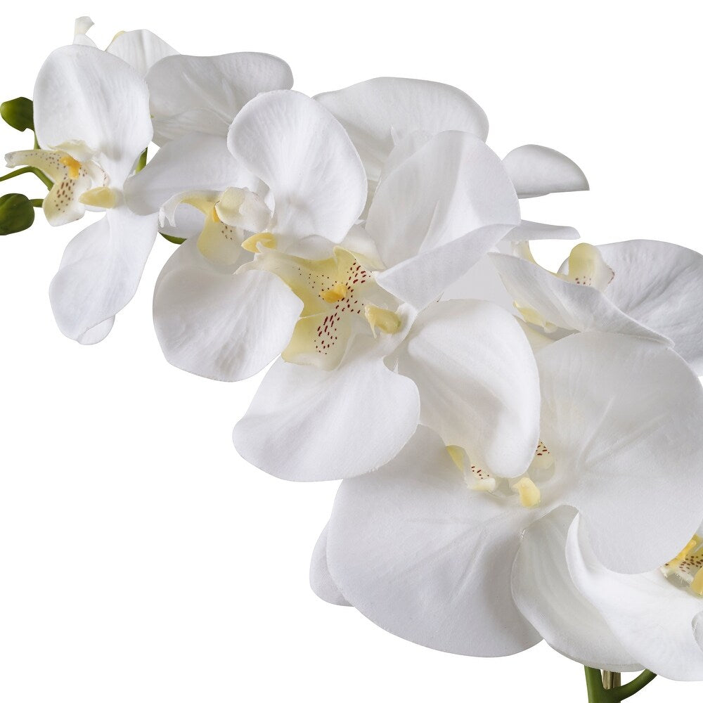 White Orchid