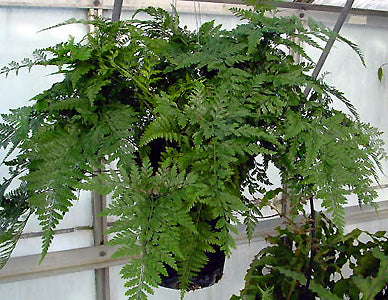 Rabbit Foot Ferns
