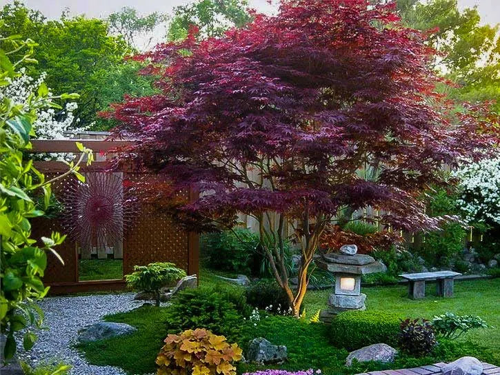 Japanese Maple