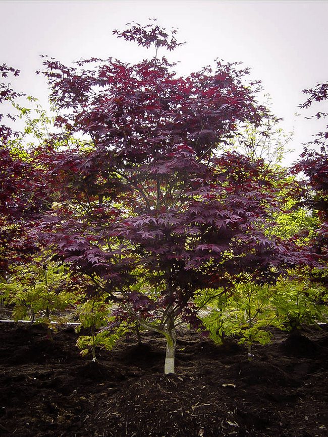 Japanese Maple