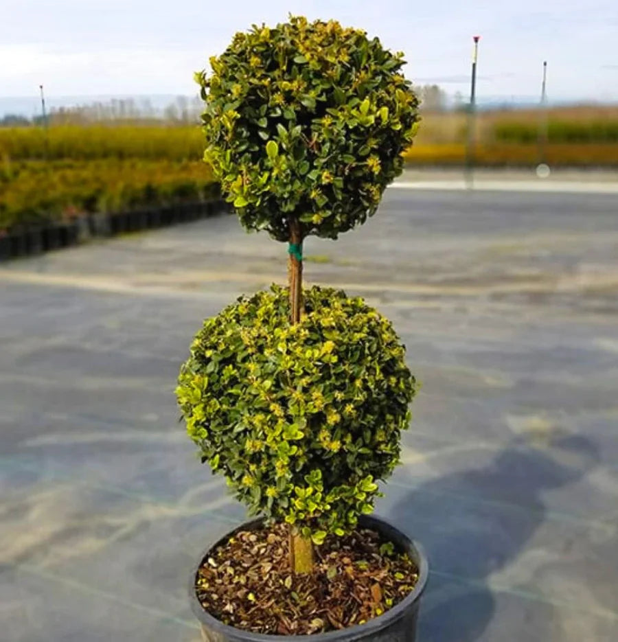 1, 2, 3 Ball Boxwoods