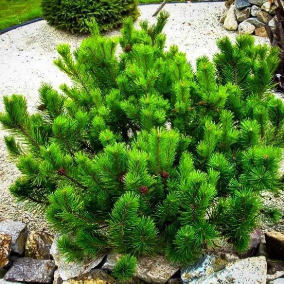 Mugo Pine