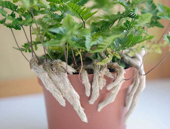 Rabbit Foot Ferns