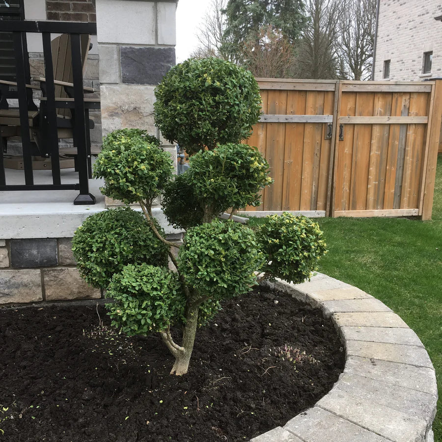 Pom Pom Boxwood