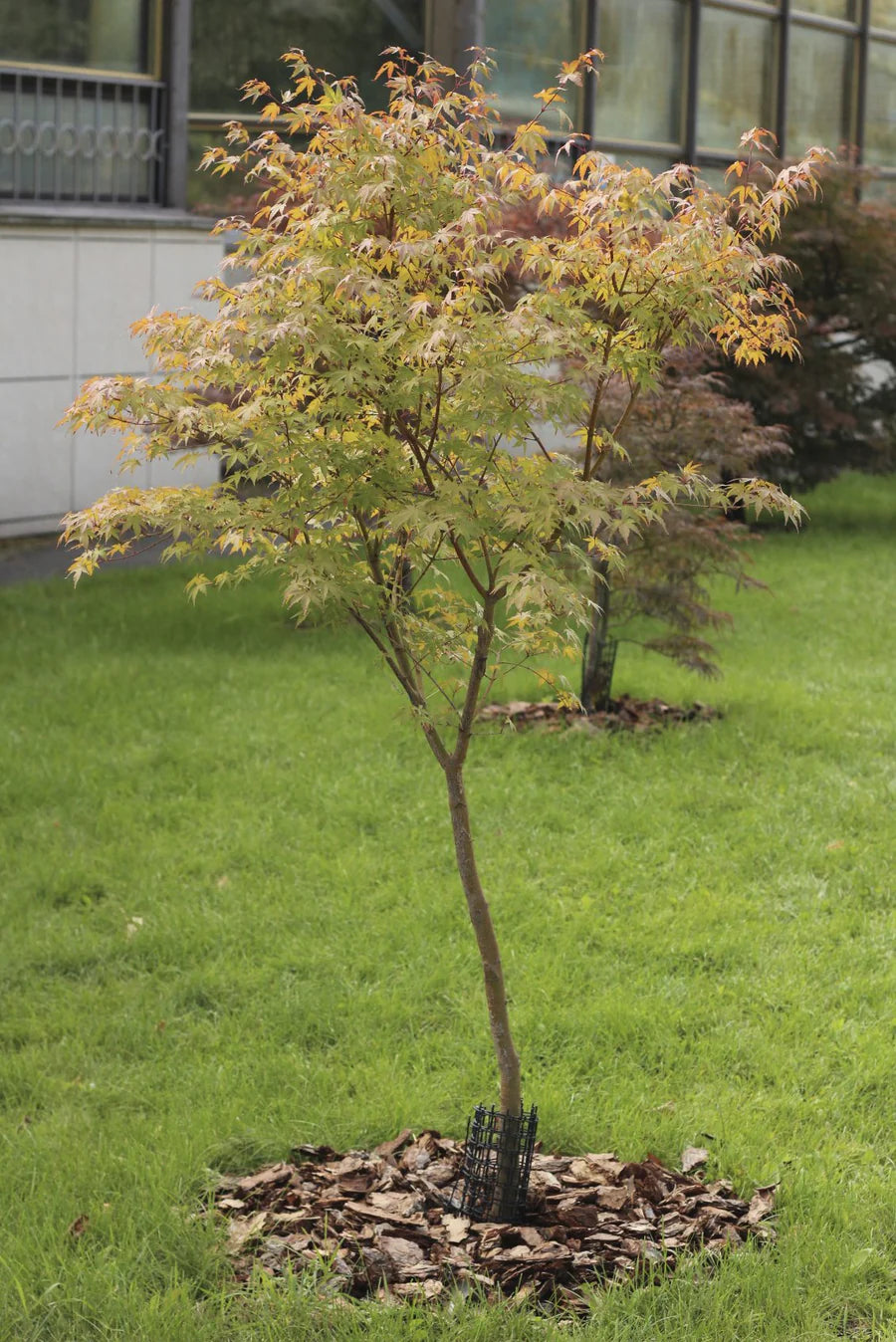 Japanese Maple