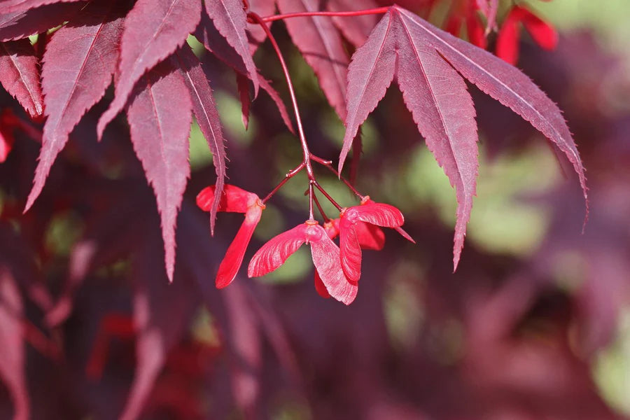 Japanese Maple