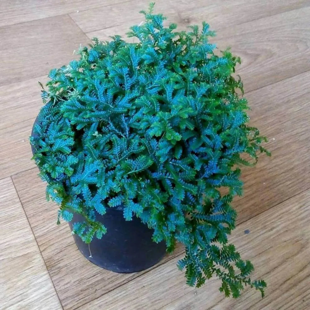 Peacock Fern Rainbow