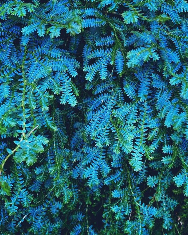 Peacock Fern Rainbow