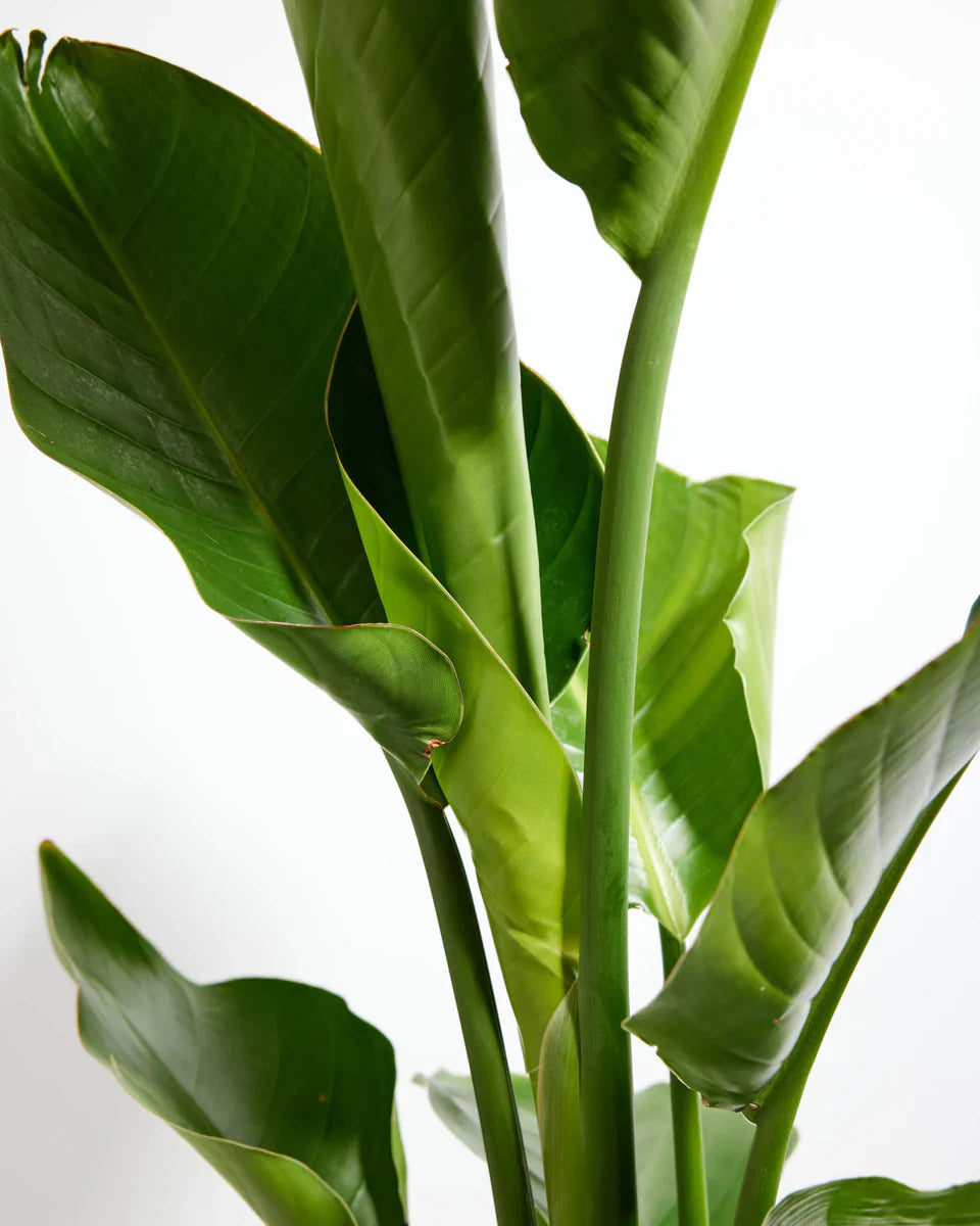 Bird Of Paradise