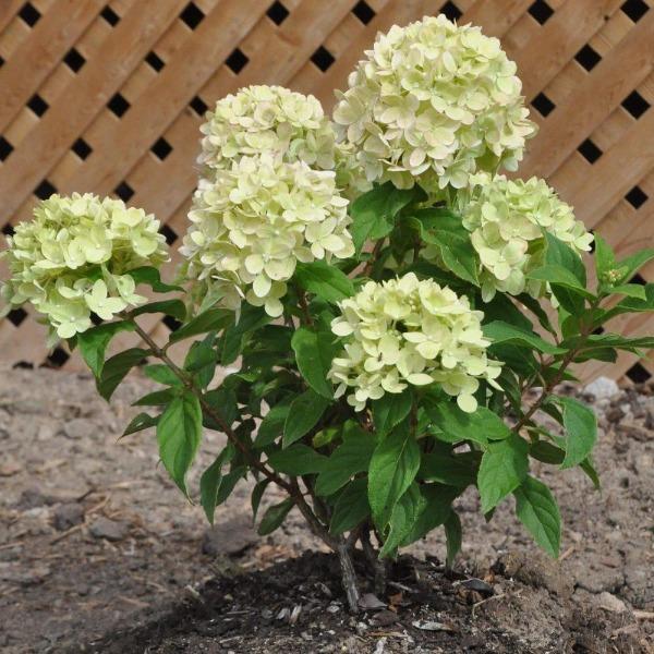 Limelight Hydrangeas