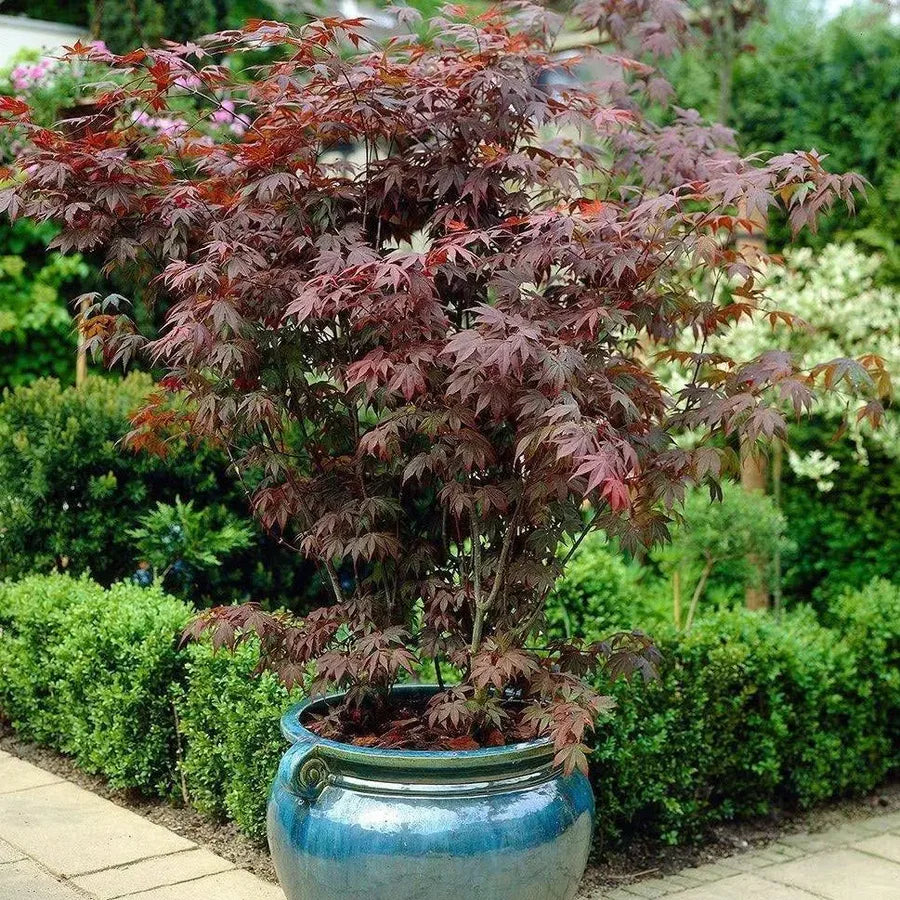 Japanese Maple