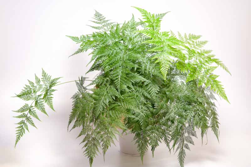 Rabbit Foot Ferns