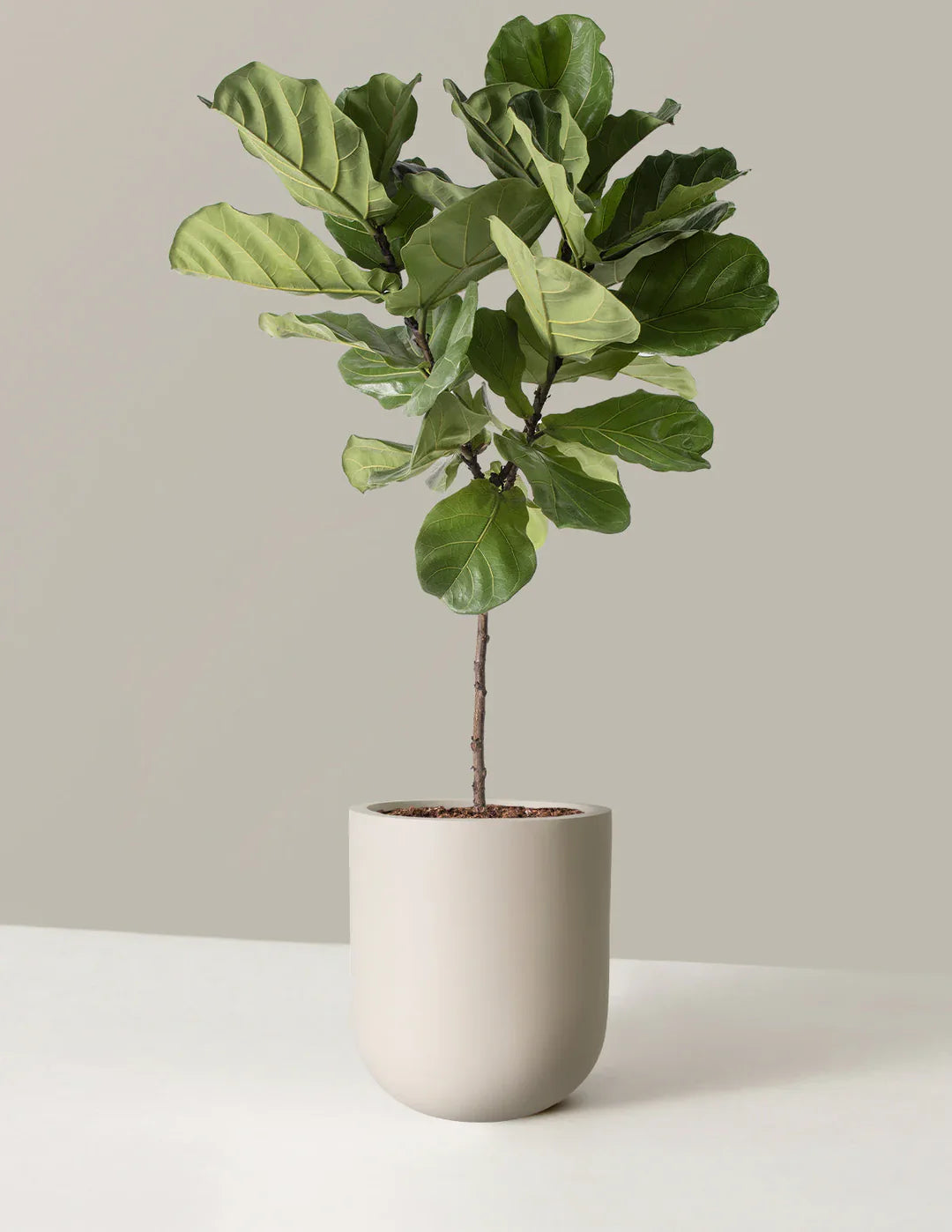 Fiddle Leaf Tree