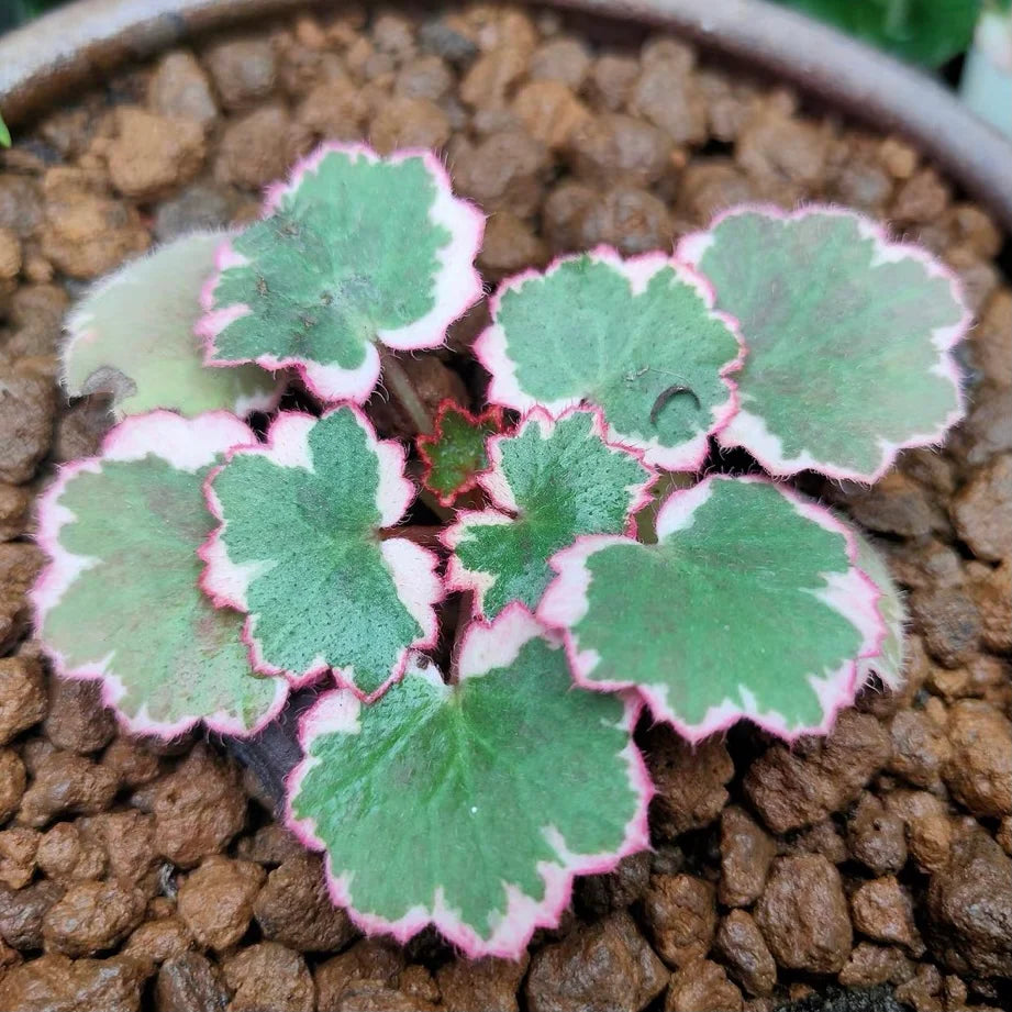 Variegated Strawberry Begonia